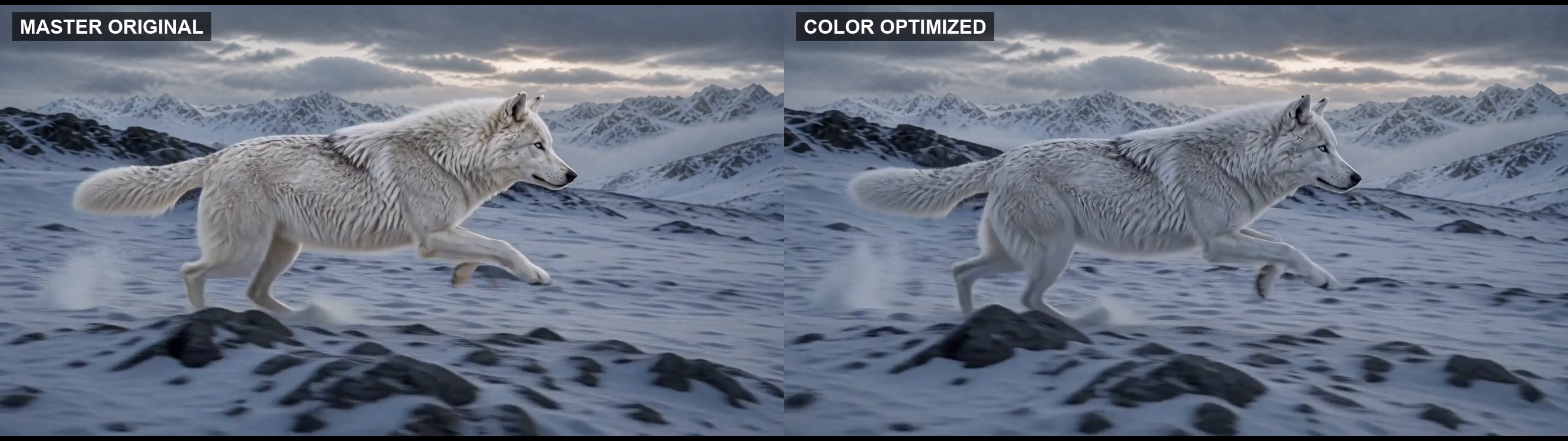 Lobo blanco en un paisaje nevado durante una prueba cinematográfica